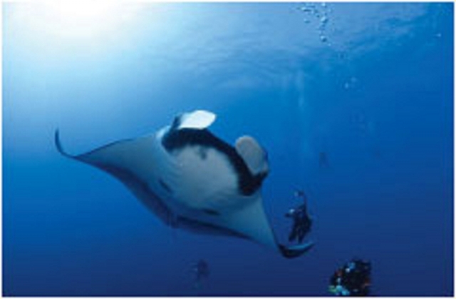 Buceo con mantarayas